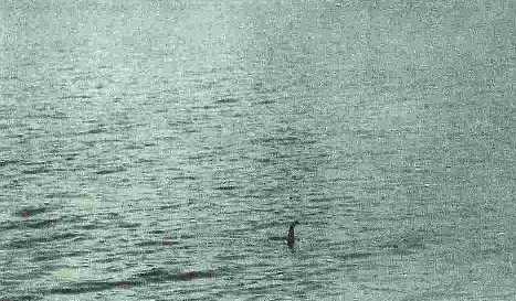 foto_nessie.jpg (25555 byte)