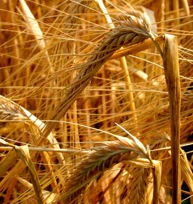 campo_grano.jpg (30251 byte)