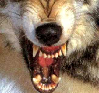 dentatura.jpg (13968 byte)
