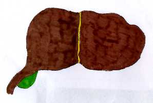 fegato.jpg (5981 byte)