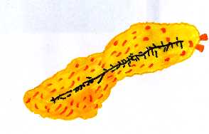 pancreas.jpg (6167 byte)