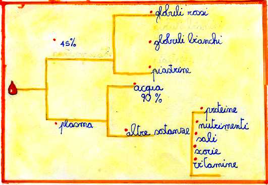schema_sangue.jpg (23988 byte)