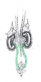 ureteri.jpg (7309 byte)