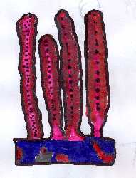 villi.jpg (8440 byte)