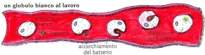 globuli_bianchi.gif (56205 byte)