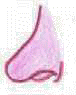 naso1.gif (5509 byte)