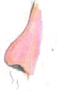 naso3.gif (5303 byte)