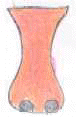 naso4.jpg (1646 byte)