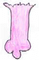 naso5.jpg (1887 byte)
