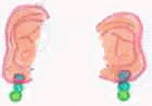 orecchie2.jpg (1994 byte)